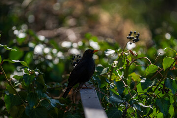 Amsel auf einem Zaun im dichten Grün mit Beeren im Hintergrund