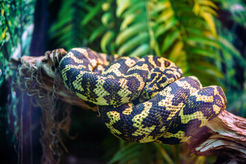 A carpet python is lying on a tree branch