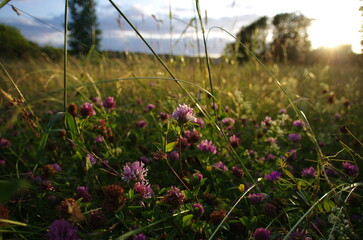 Meadow clover flowers in the foreground illuminated by the evening sun and a summer meadow on a blurred background