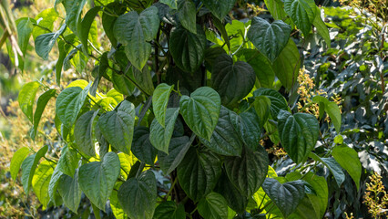 Beetlenut leaves growing in a traditional bettlenut tree also known as Paan in Assam 3