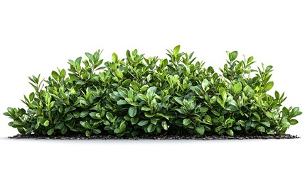 Obraz premium Lush foliage and greenery fill the frame