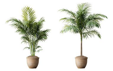 Obraz premium Two different angles of a realistic potted palm tree, isolated on a transparent background