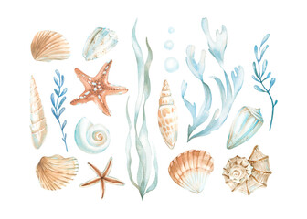 Seashells and seaweeds set of watercolor illustrations in orange, blue and red colors. Collection of hand drawn elements isolated on white background. Design elements for labels, textiles, tableware