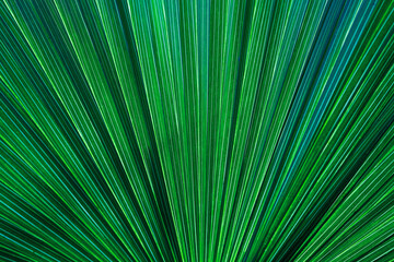 Fototapeta premium abstract palm leaf textures on dark blue tone, natural green background.
