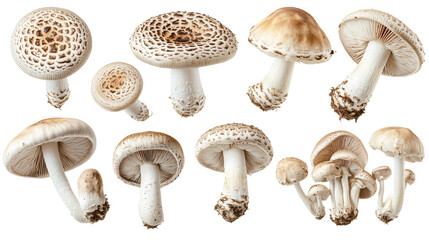 Mushrooms on a transparent background.
