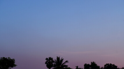 Evening sky texture with pink-blue gradient and black shade of trees. Nature background of sky and tree for sunset, beauty in nature, landscape concept for wallpaper and cover. Sky gradient background