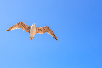 A bird is flying in the sky with a blue sky in the background