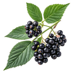 Fresh Blackcurrants on the Branch Green Leaves