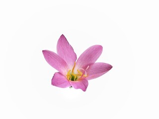 Beautiful pink zephyr lili flower (Zephyranthes) isolated on white background 