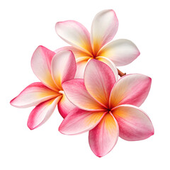 Close-up of pink flower against white background