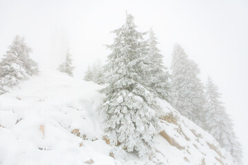 Snow-covered evergreen trees on a misty mountainside in winter