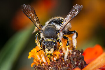 European wool carder bee collecting nectar from a flower