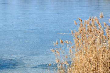 Golden reeds by frozen lake in tranquil winter scene