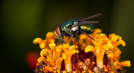 close up of a green blow fly against out of focus background