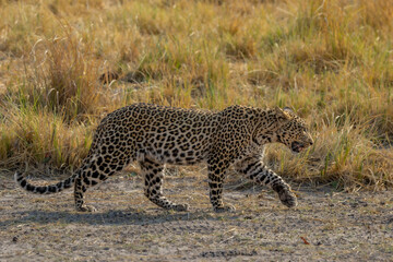Leopard walking in Chobe, Botswana