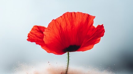 Obraz premium Red poppy flower is the main focus of the image. The flower is surrounded by a small amount of sand, giving it a slightly weathered appearance. Concept of resilience and strength