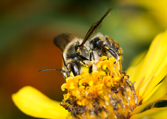 European wool carder bee collecting nectar from a flower