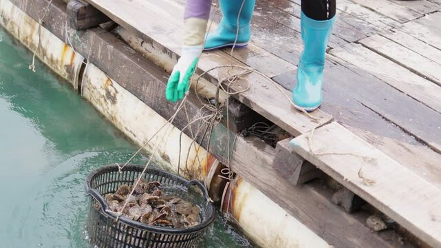 Hands pulling basket of shells out of water.