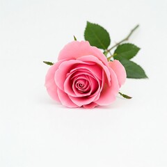 Fototapeta premium pink rose on white background