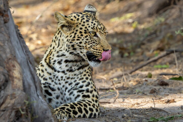 Leopard resting in Chobe, Botswana