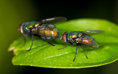 Fototapeta premium close up of a pair of green blow flies against out of focus background