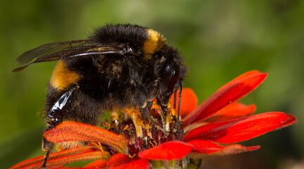 close up of a bumble bee collecting nectar from a flower