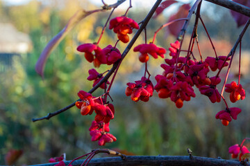 Euonymus europaeus on branches