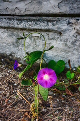 Ipomoea purpurea near the fence
