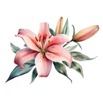 pink lily watercolor floral arrangement clip art preview