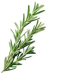 Fototapeta premium rosemary sprig on white background, fresh herb isolated
