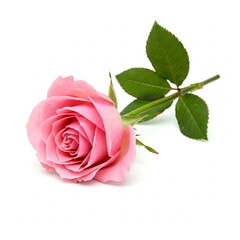 Fototapeta premium pink rose isolated on white
