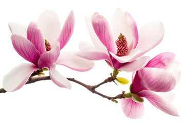 magnolia blossoms pink and white flowers on white background