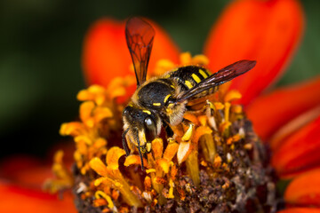 European wool carder bee collecting nectar from a flower