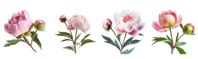 pink peonies blooming flower collection on transparent background