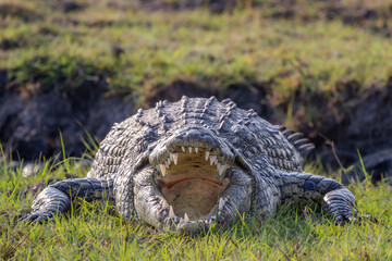 Nile crocodile on the banks of the Chobe River in Botswana