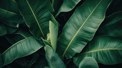 Obraz premium A close-up of water droplets on vibrant green banana leaves, emphasizing freshness.