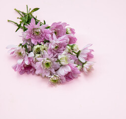 Dahlia flower bouquet on pink, Fresh blossoms bunch closeup