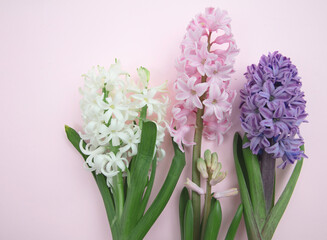 Obraz premium Mothers day card template. Fresh Hyacinths flowers on pink background.