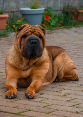 The ginger dog sharpey is lying in the garden