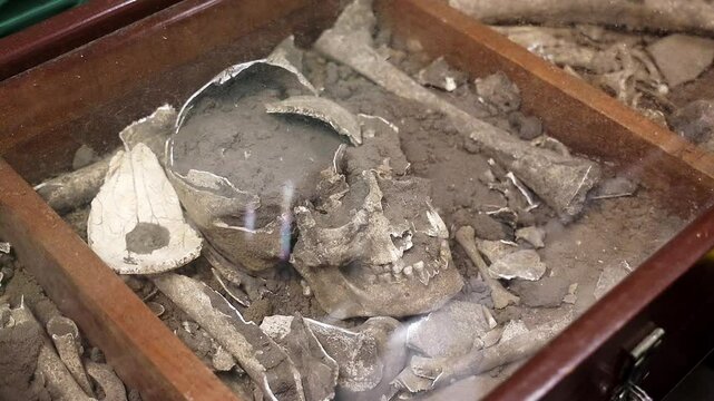 Skull dig up in archaeology in the UPR - University of Puerto Rico in Utuado
