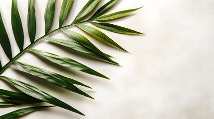 
Blurred shadow from palm leaves on the light beige wall. Minimal abstract background for product presentation. Spring and summer.