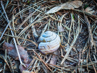 Snail shell in dry spruce needles