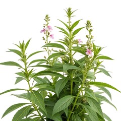 Fototapeta premium Balsam Flower