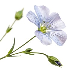 Fototapeta premium Flax Flower