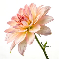 Obraz premium Freesia Flower