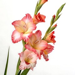Fototapeta premium Gladiolus Flower