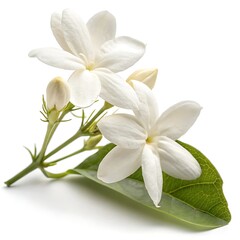 Fototapeta premium Jasmine Flower