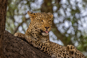 Leopard resting in tree in Botswana