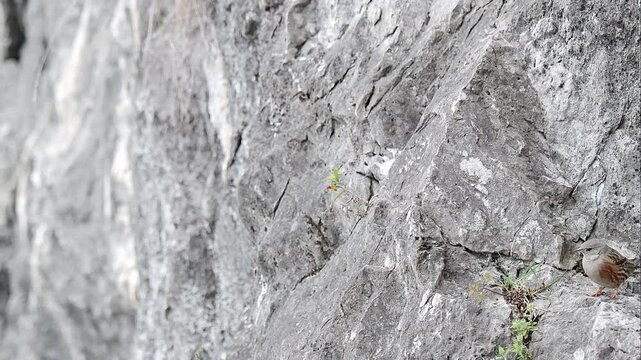 Alpine accentor flies away from mountain wall (Prunella collaris)
