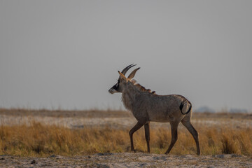 Roan antelope in Chobe, Botswana
